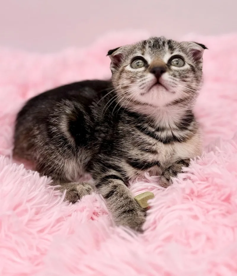 A baby medium-sized female Tortoiseshell Scottish Fold cat named Filigree for adoption in Covington, LA