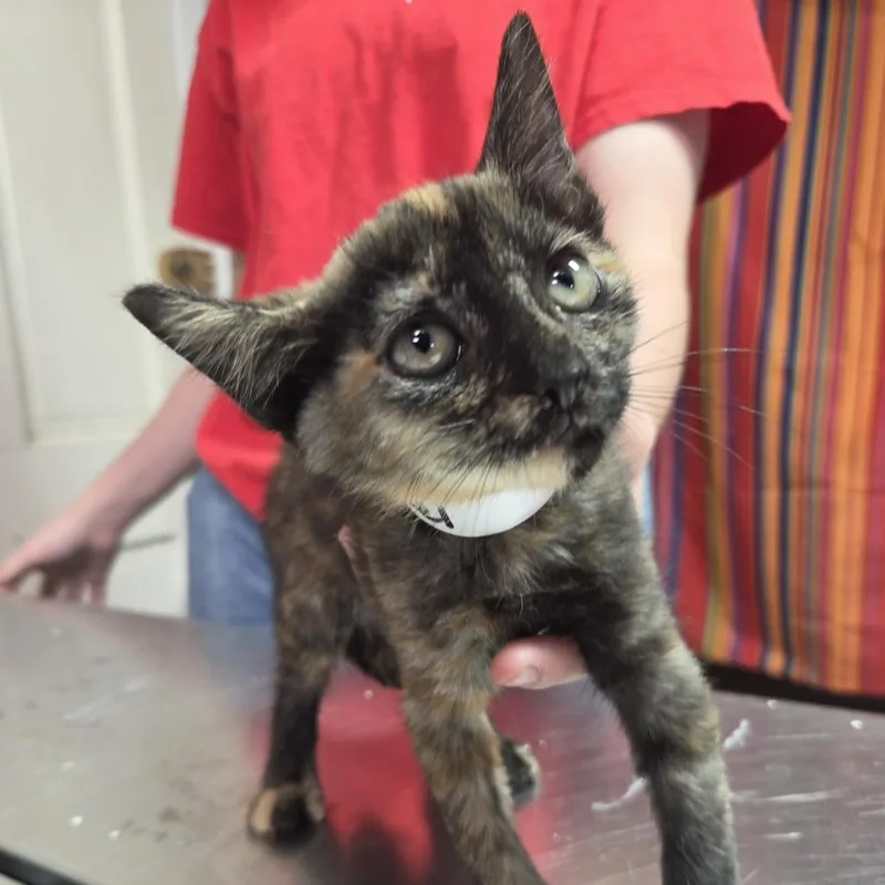 A baby small-sized female Black Domestic Short Hair cat named Pretzel for adoption in Leander, TX