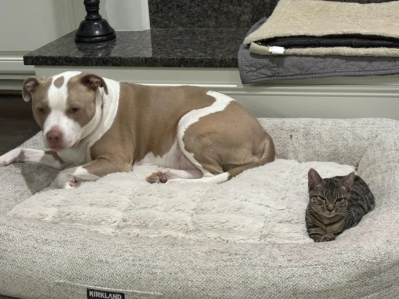 Stuffin' Aka Toshi thumbnail 2