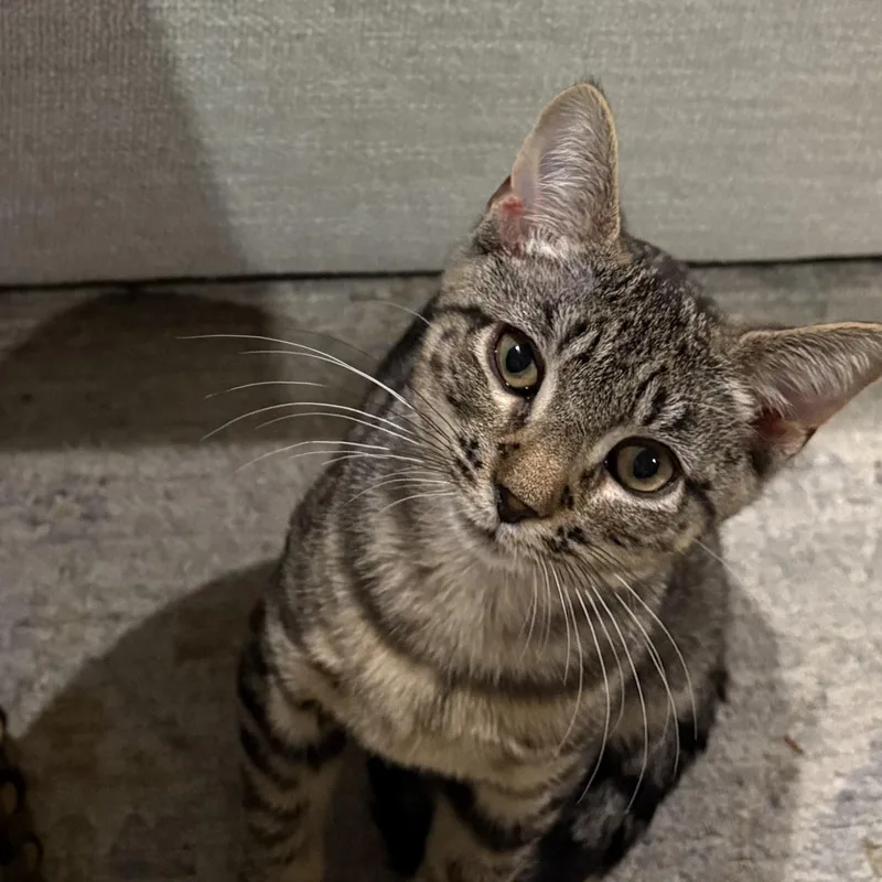 Stuffin' Aka Toshi thumbnail 3