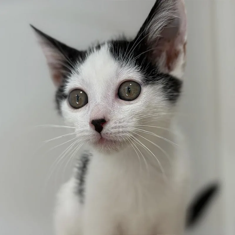 A baby small-sized male White Domestic Short Hair cat named Tweedle Dee for adoption in Riverside, CA