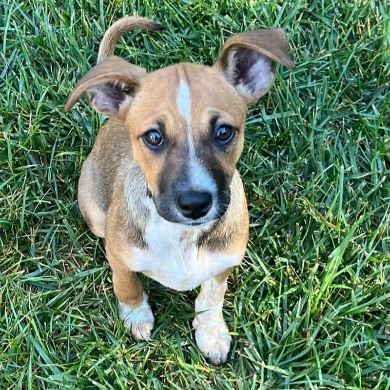 A baby small-sized female Chihuahua dog named Astra for adoption in Concord, CA