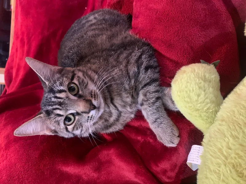 A young medium-sized male Tabby (Gray / Blue / Silver) Domestic Short Hair cat named Beaux for adoption in Alexandria, LA