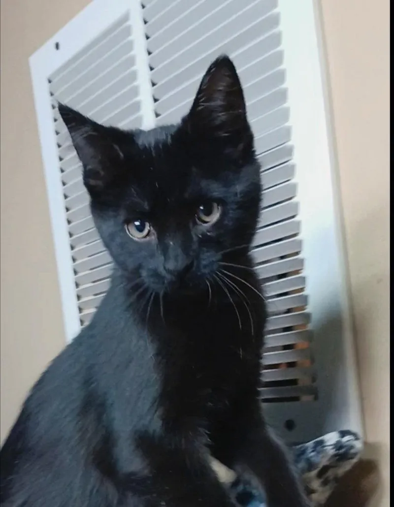 A baby medium-sized female Black Domestic Short Hair cat named Serval for adoption in Bay City, MI