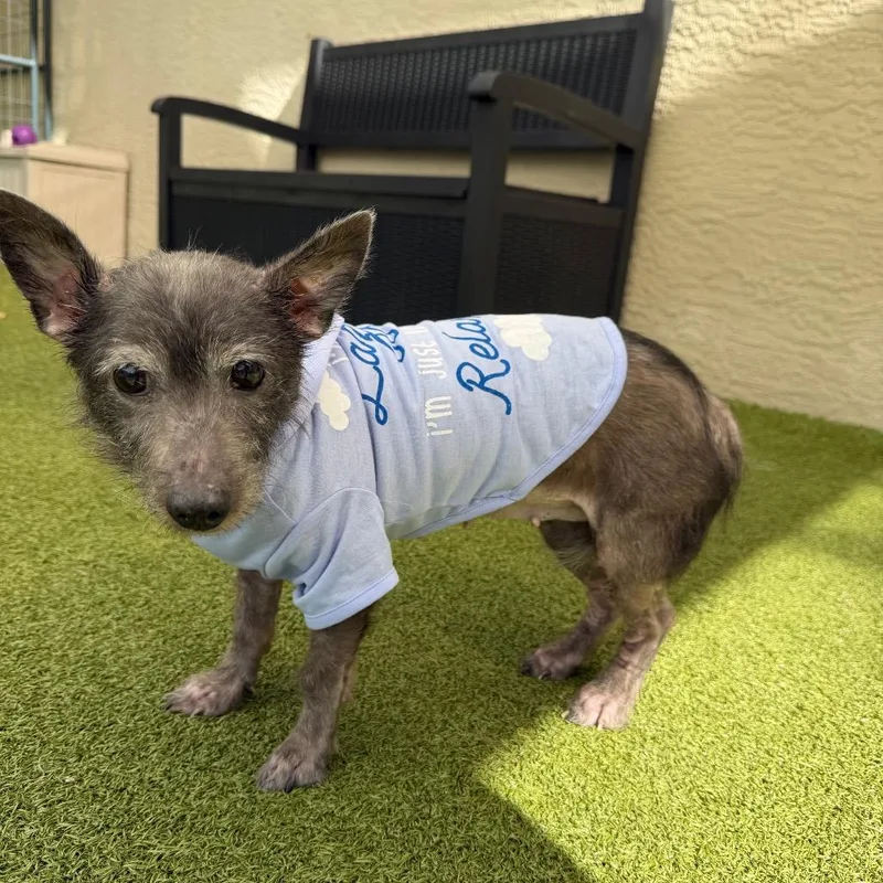 A senior small-sized female Gray / Blue / Silver Mixed Breed dog named Mags for adoption in Titusville, FL