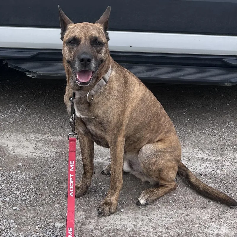 A senior large-sized male Yellow / Tan / Blond / Fawn German Shepherd Dog dog named NICO Paws Behind for adoption in La Grange, KY