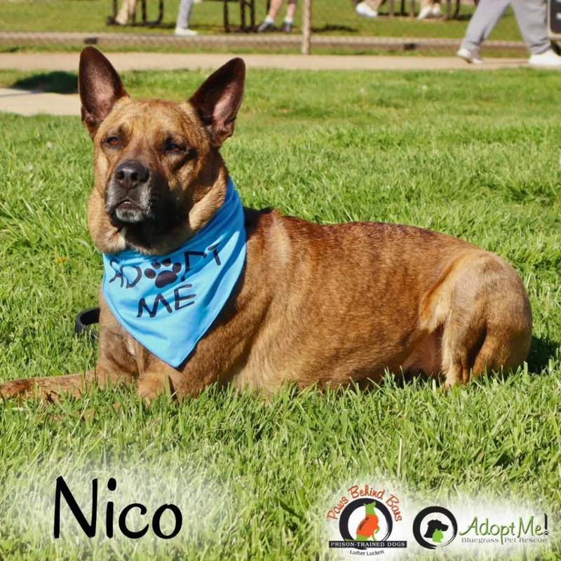 NICO  Paws Behind thumbnail 5