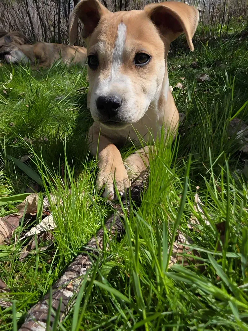 Noodles & Co thumbnail 3