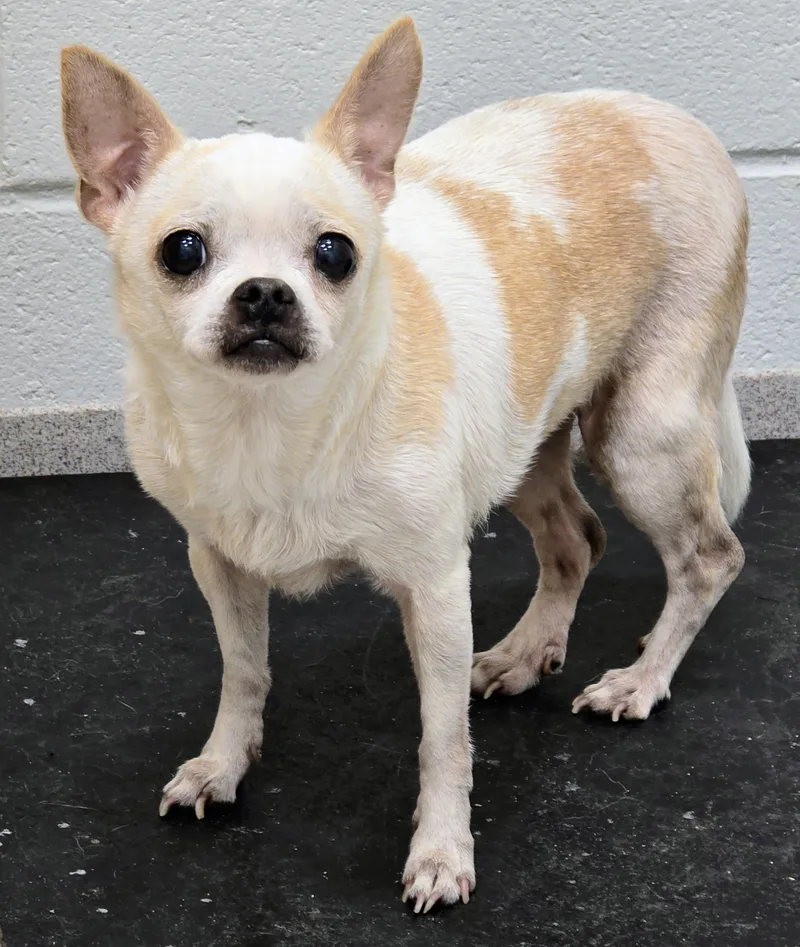 A senior small-sized female White / Cream Chihuahua dog named 26-474 for adoption in Amityville, NY