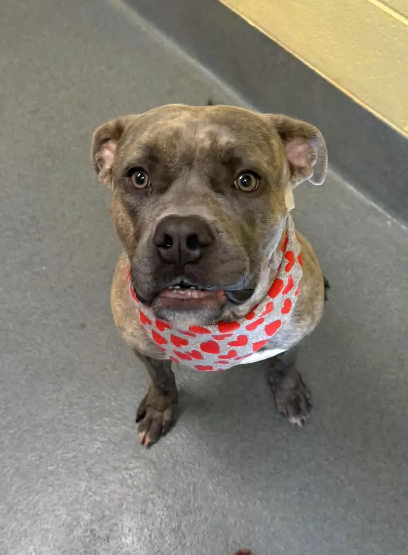 An adult medium-sized male Pit Bull Terrier dog named Trent for adoption in Amherst, VA