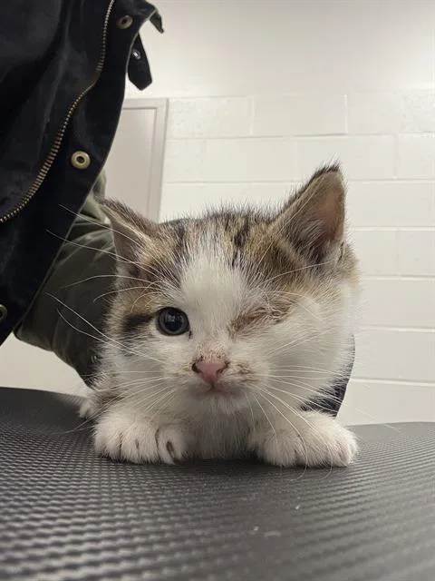 A baby small-sized male Domestic Short Hair cat named Gustav for adoption in Indianapolis, IN