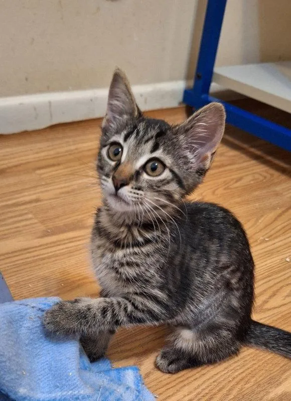 A baby medium-sized female Tabby cat named Jane Pawston for adoption in Greenville, DE