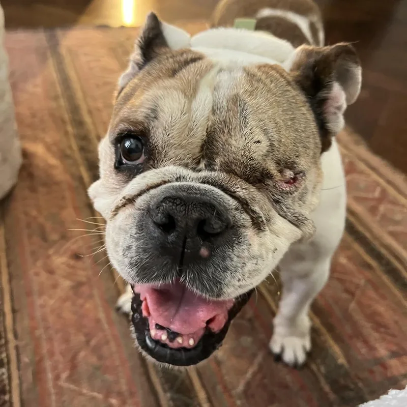 A senior medium-sized female White / Cream English Bulldog dog named Ruth for adoption in Brooklyn, NY