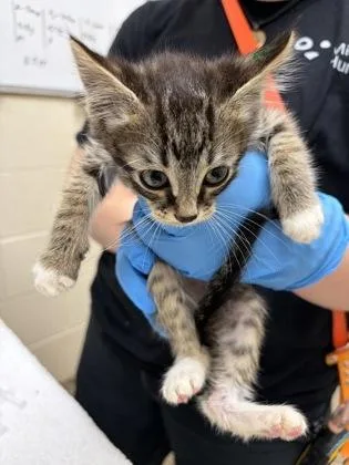A baby small-sized male Domestic Medium Hair cat named Boots for adoption in Westland, MI