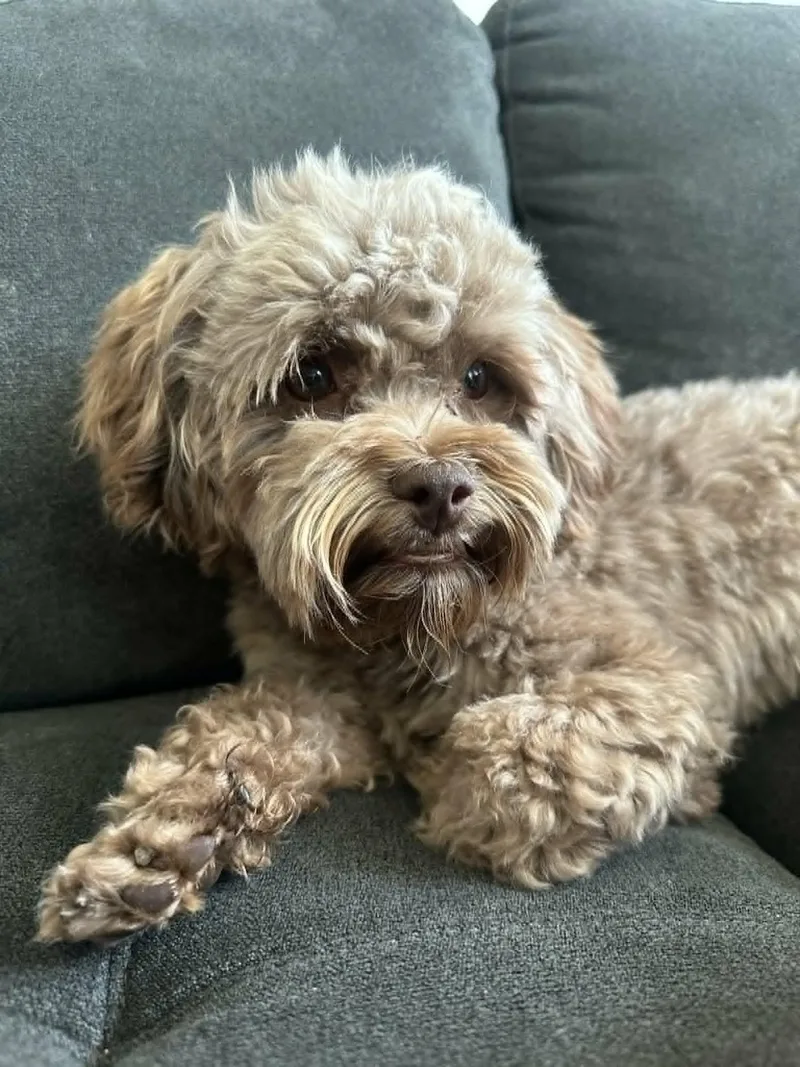 An adult small-sized male Miniature Poodle dog named Rudy for adoption in Anza, CA