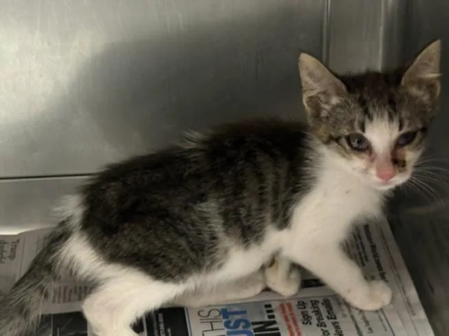 A baby medium-sized female Domestic Short Hair cat named Popcorn for adoption in Chatsworth, CA