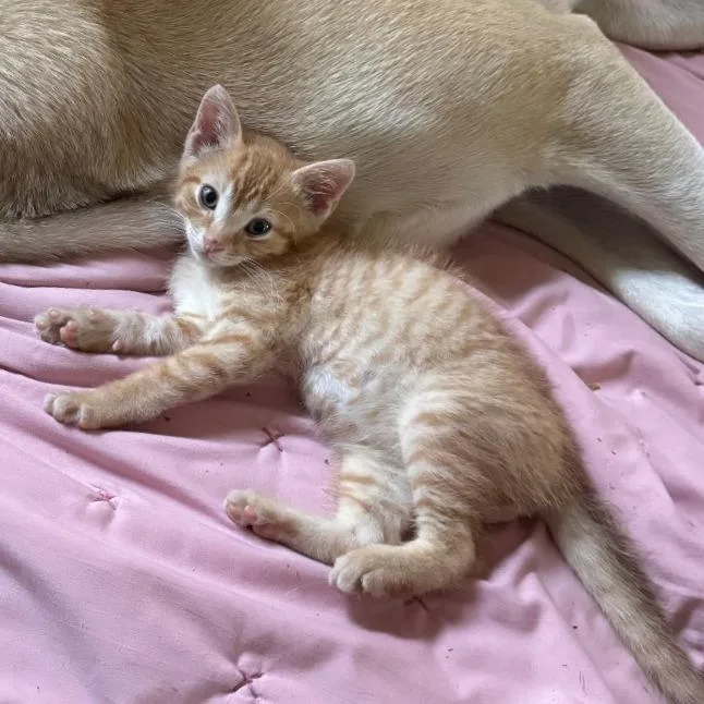 A baby small-sized male Orange / Red Domestic Short Hair cat named Typhon for adoption in Brownsboro, AL