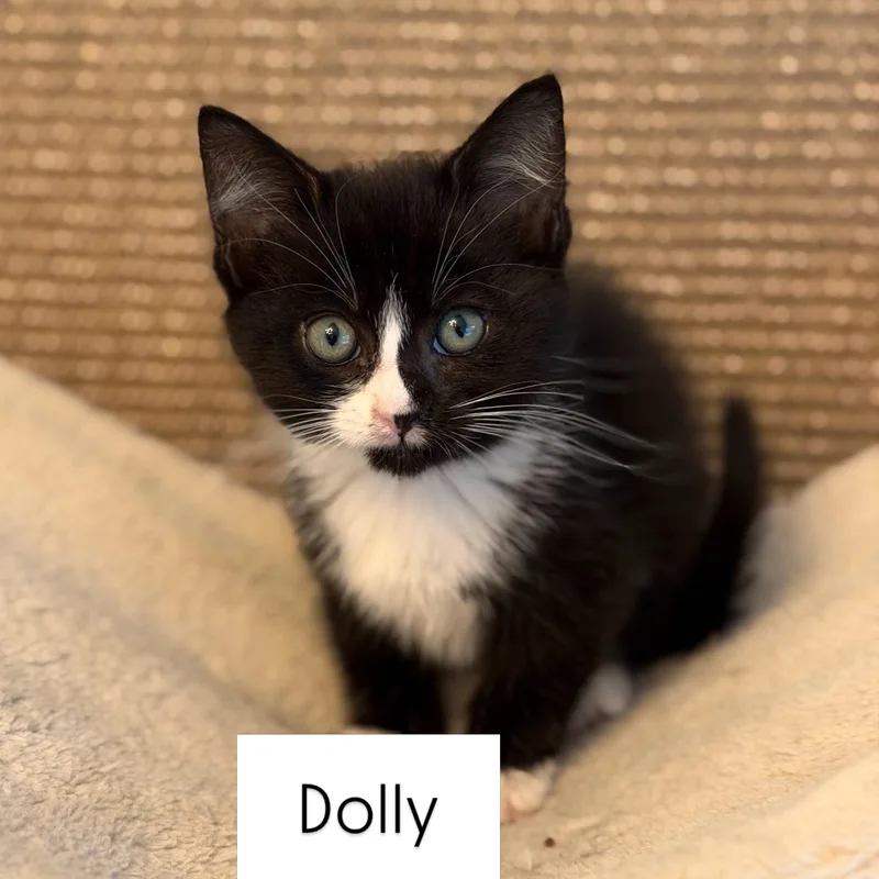A baby medium-sized female Black & White / Tuxedo Domestic Short Hair cat named Dolly for adoption in Renton , WA