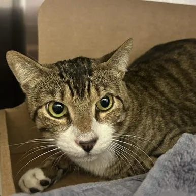 A young medium-sized male Brown / Chocolate Domestic Short Hair cat named Hamilton for adoption in Santa Barbara, CA