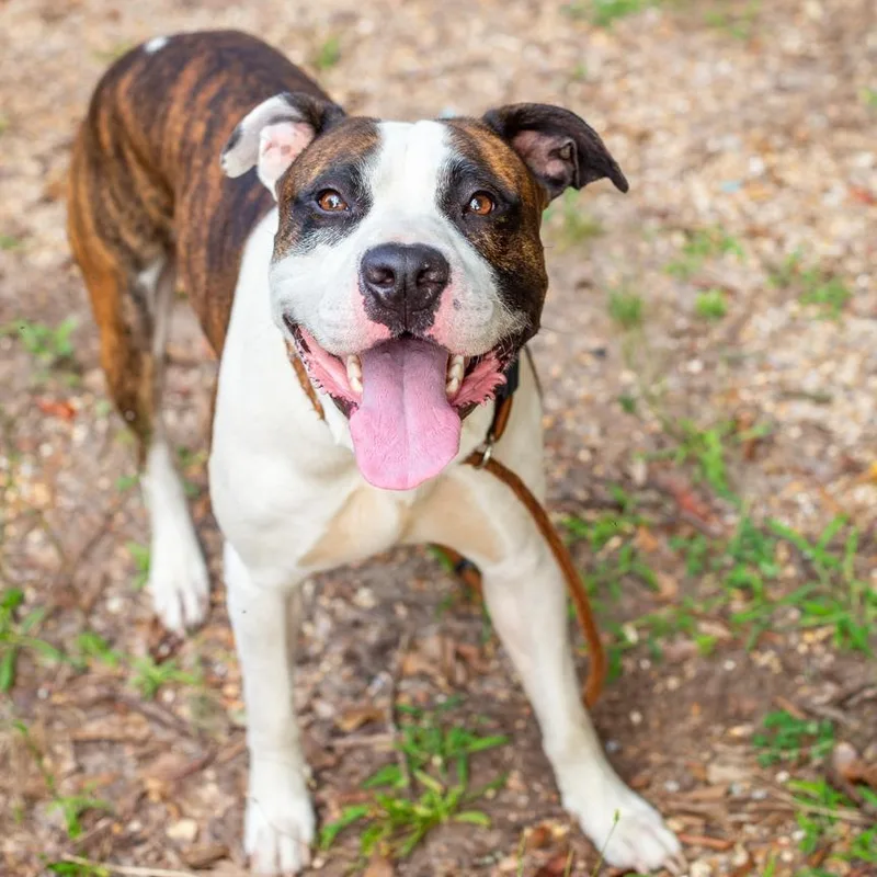 An adult large-sized male White / Cream American Staffordshire Terrier dog named Shmelvin for adoption in Hattiesburg, MS