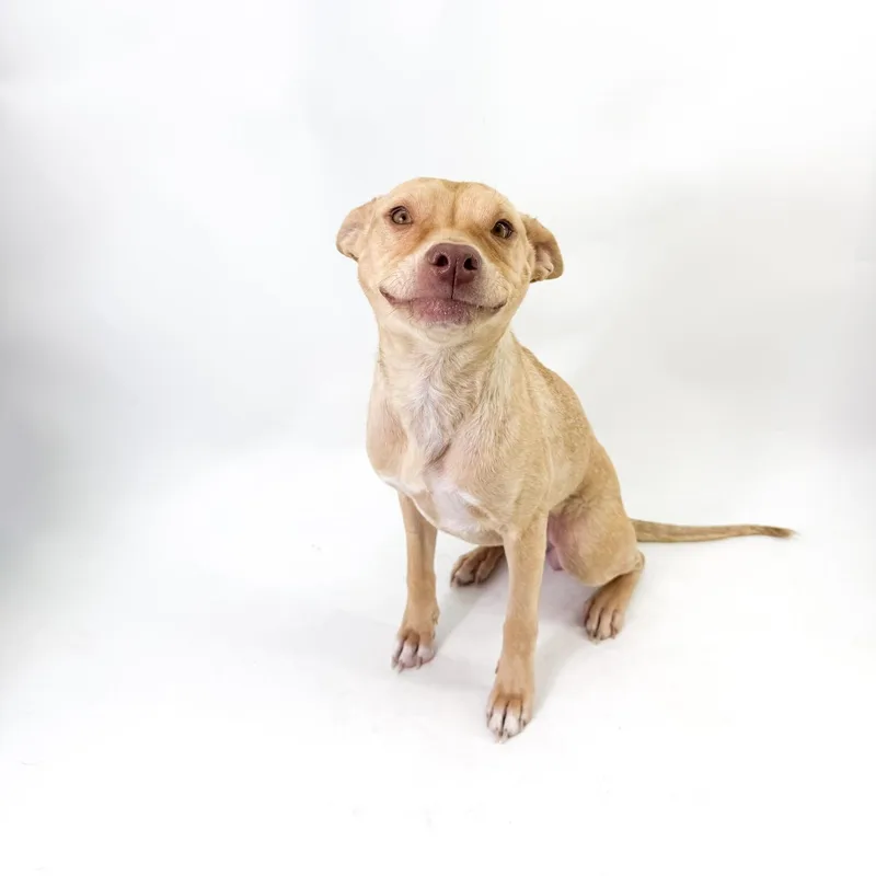 An adult small-sized female Pit Bull Terrier dog named Sol for adoption in Scottsdale, AZ