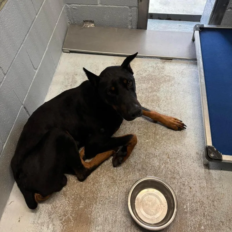 An adult large-sized male Black Doberman Pinscher dog named Cerberus for adoption in Bastrop, TX