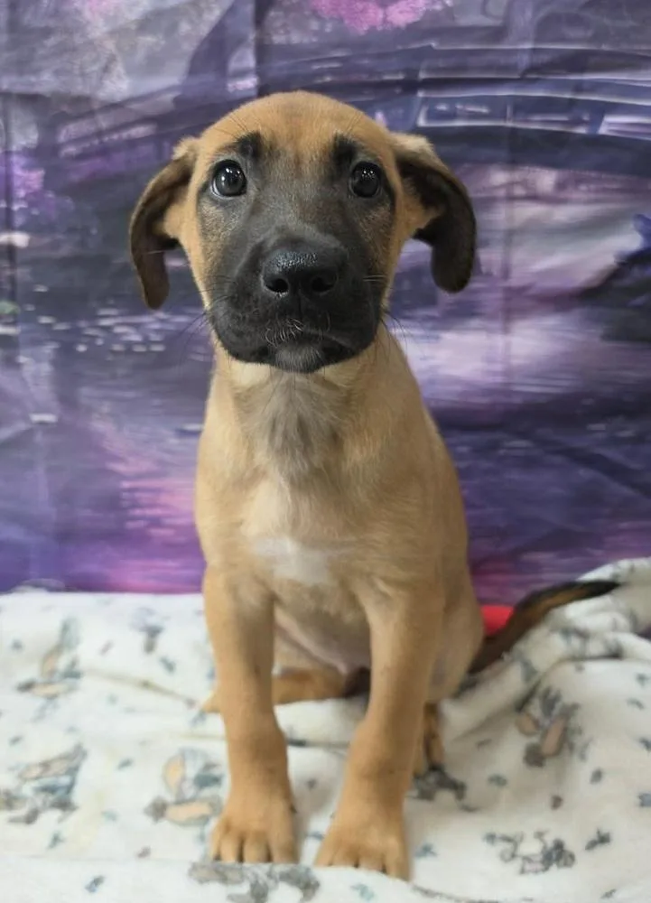 A baby large-sized male German Shepherd Dog dog named Bulbasaur for adoption in Sedalia, CO