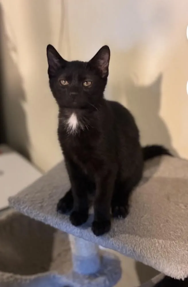 A young large-sized male Domestic Short Hair cat named Ghia for adoption in York, PA