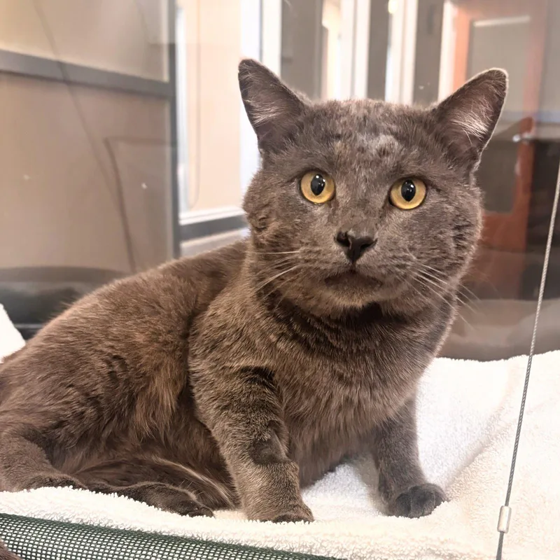 A senior medium-sized male Gray / Blue / Silver Domestic Short Hair cat named Pico for adoption in Burlingame, CA