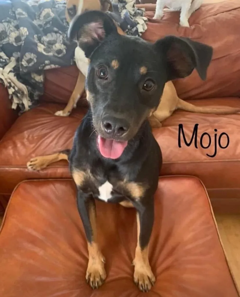Mojo thumbnail 4