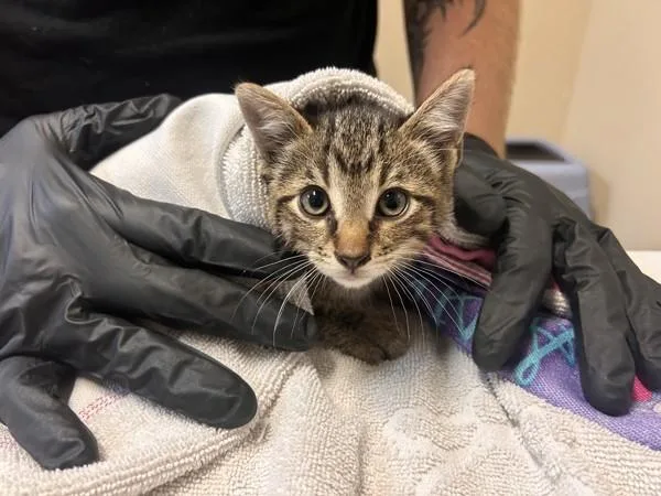 A baby small-sized male Domestic Short Hair cat named Spritz for adoption in Oceanside, CA