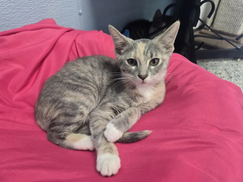 A baby medium-sized female Dilute Calico Domestic Short Hair cat named Angel for adoption in Farmington, MO