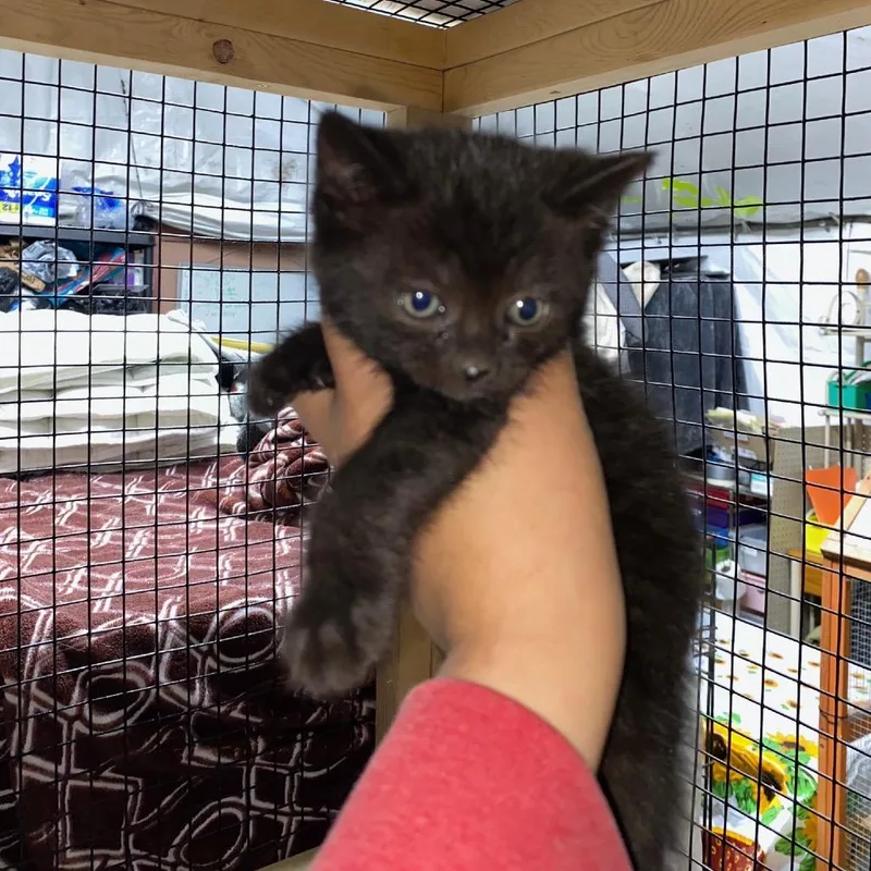 A baby small-sized female Black Domestic Short Hair cat named Bendy for adoption in Pacific Palisades, CA