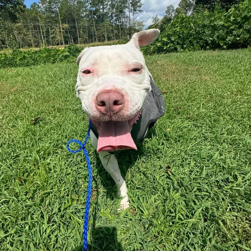 An adult medium-sized female White / Cream Mixed Breed dog named Gillie for adoption in Auburn, AL
