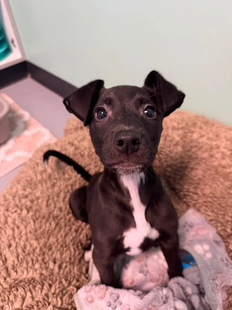 A baby medium-sized male Labrador Retriever dog named Hunter for adoption in Fort Mill, SC
