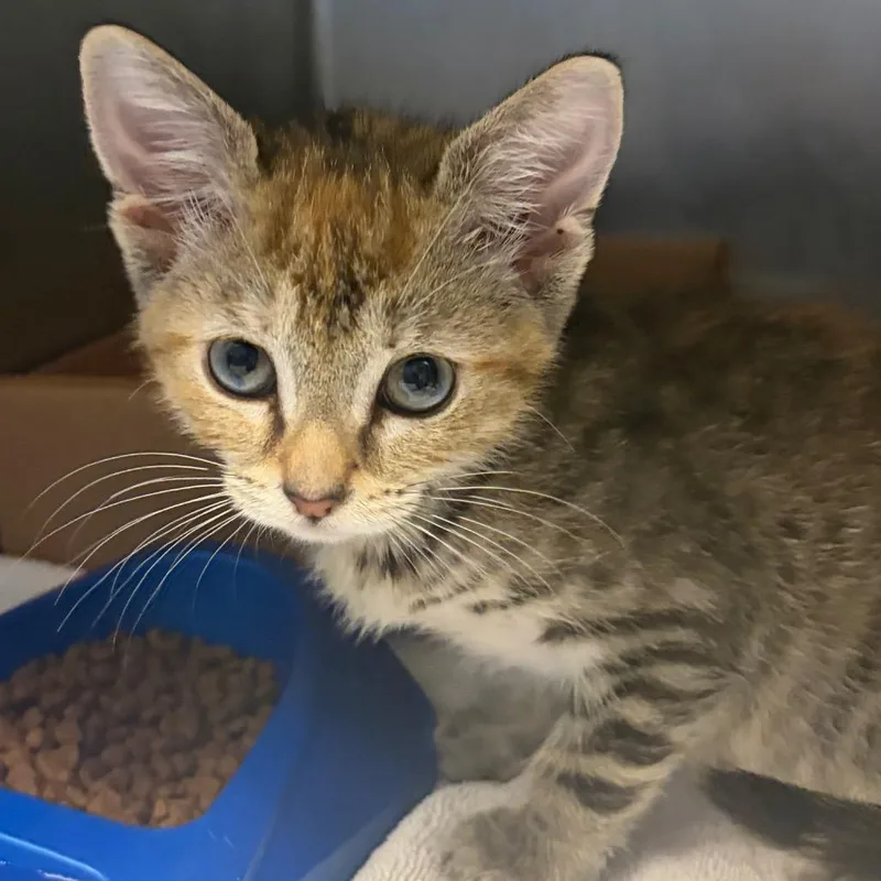 A baby small-sized female Torbie Domestic Short Hair cat named Dot for adoption in Nashville, TN