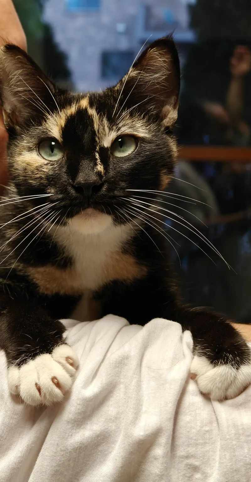 A young medium-sized female Tortoiseshell Domestic Short Hair cat named Cricket for adoption in New Britain, CT