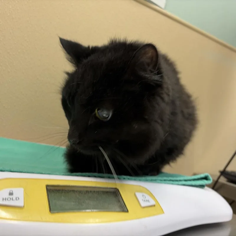 A senior large-sized male Domestic Medium Hair cat named Mister for adoption in Tacoma, WA