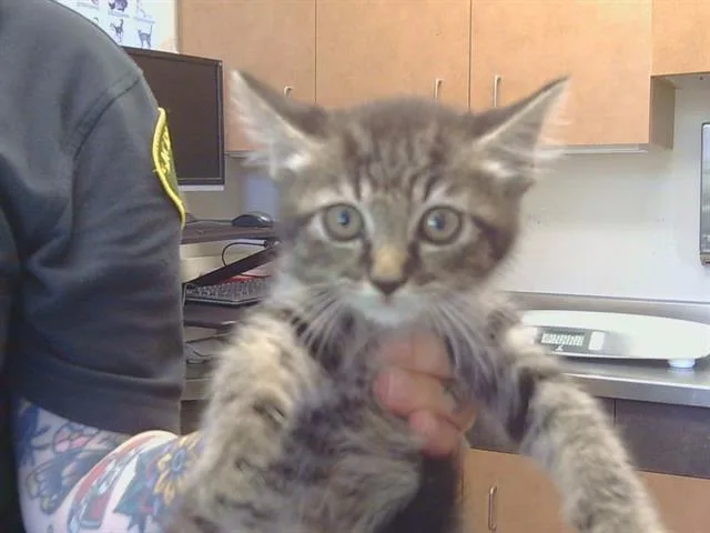 A baby small-sized female Domestic Short Hair cat named Pocahontas for adoption in Sacramento, CA