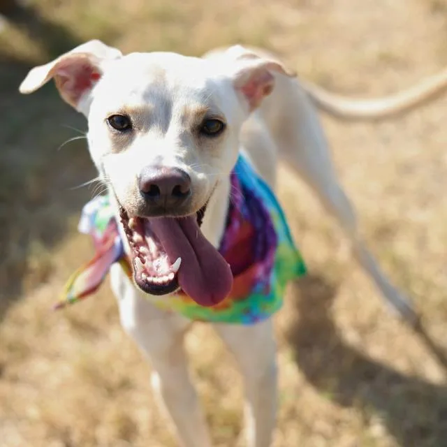 A young medium-sized male Terrier dog named Pickle for adoption in San Antonio, TX