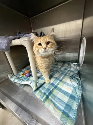 A young small-sized male Domestic Long Hair cat named Leo for adoption in Wilkesboro, NC