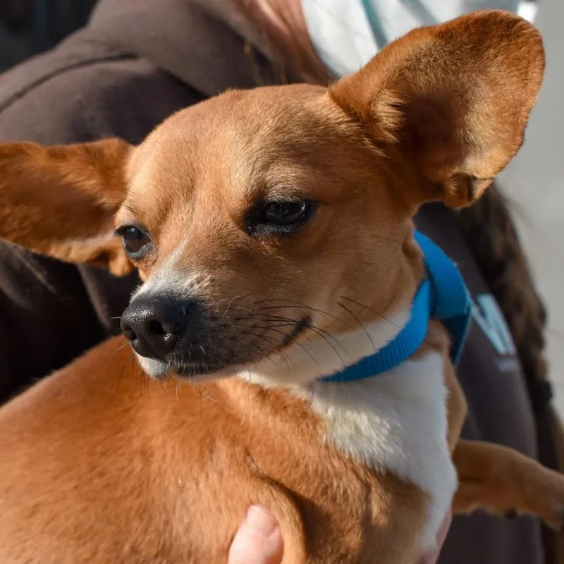 Donnie