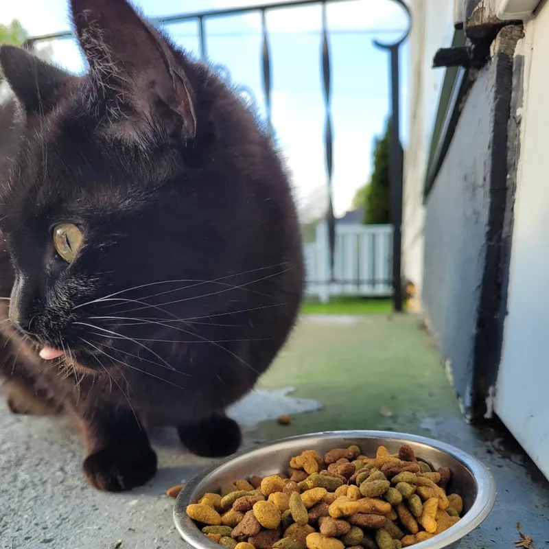 An adult medium-sized female Black Domestic Medium Hair cat named Tallulah for adoption in Novelty, OH