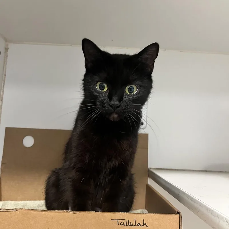 Tallulah thumbnail 3