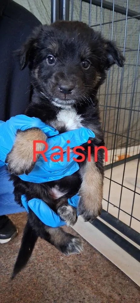 Raisin thumbnail 2
