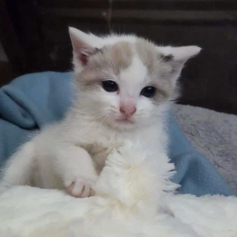 A baby medium-sized female White Siamese cat named Chip for adoption in Chattanooga, TN