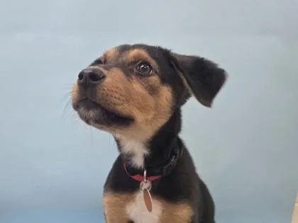A baby large-sized female German Shepherd Dog dog named Kalinda for adoption in Woodbury, MN