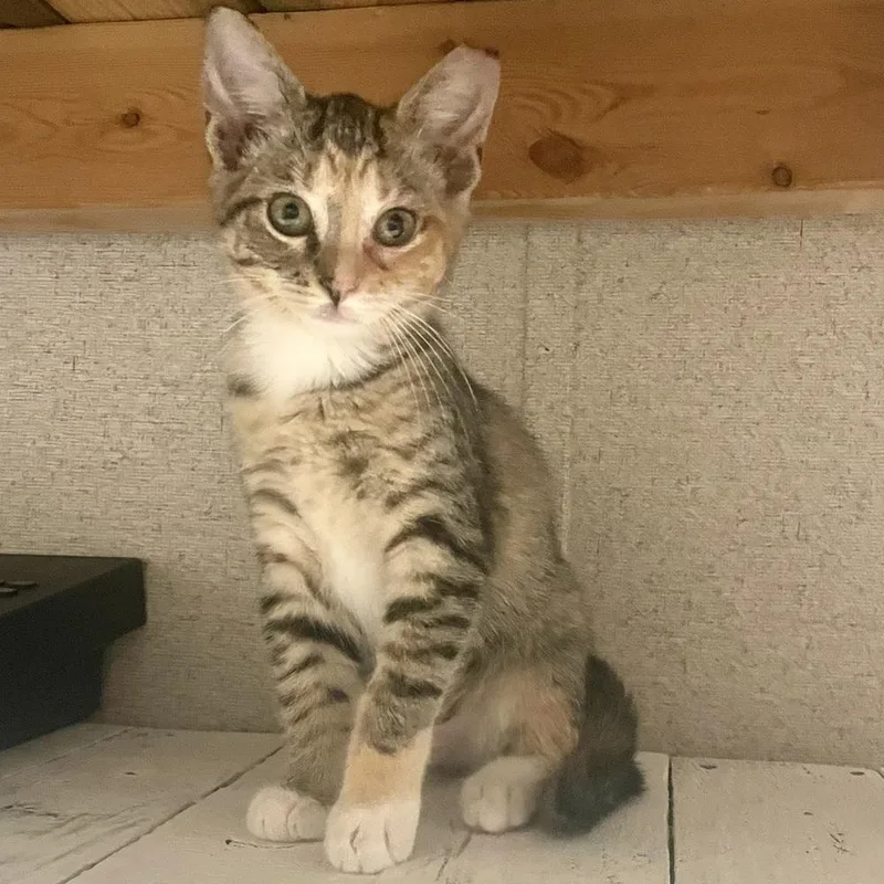 A baby small-sized female Domestic Short Hair cat named Cheese for adoption in Panama City Beach, FL