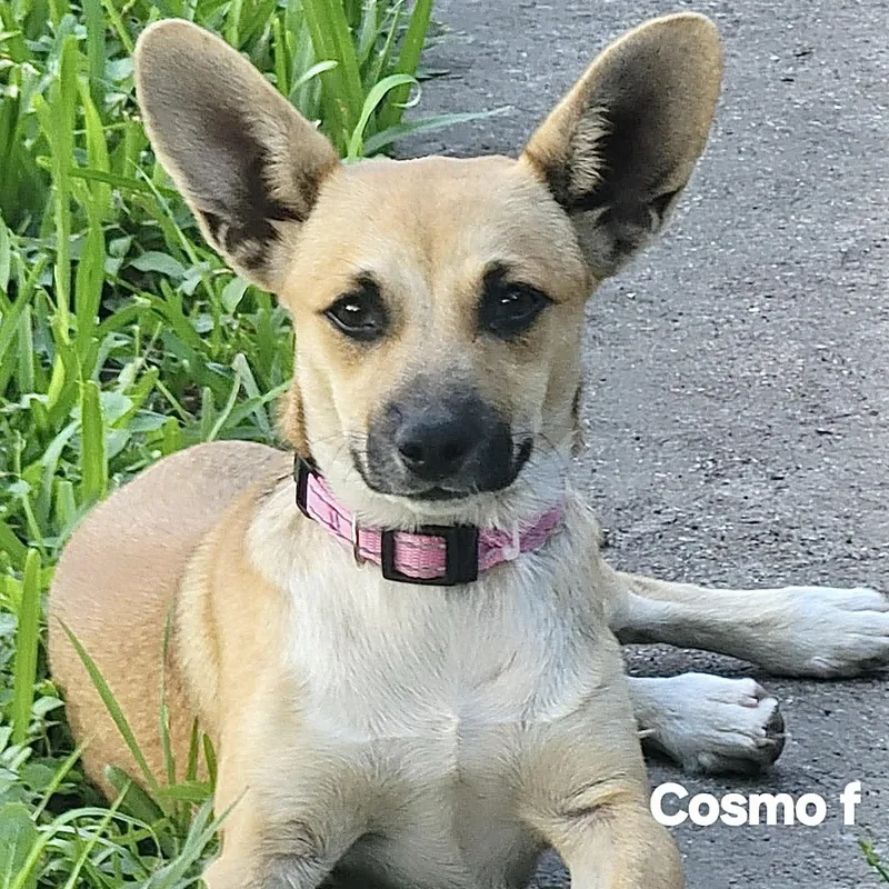 A young small-sized female White / Cream Corgi dog named Cosmo for adoption in Austin, TX