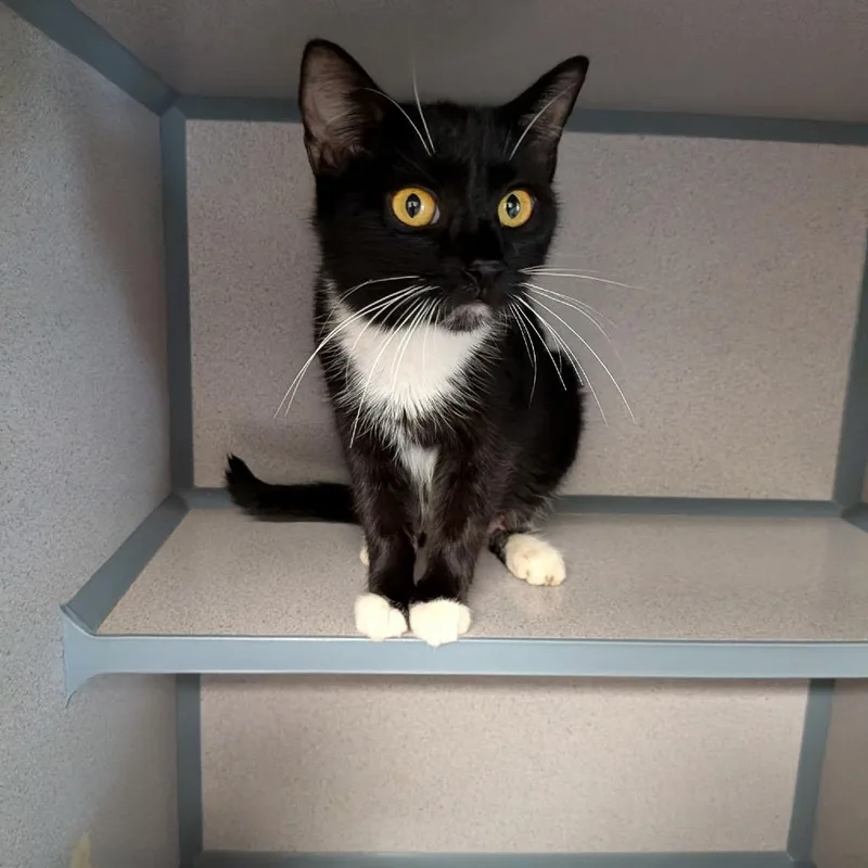 A young small-sized female Black Domestic Short Hair cat named Black mama for adoption in Greenville, PA